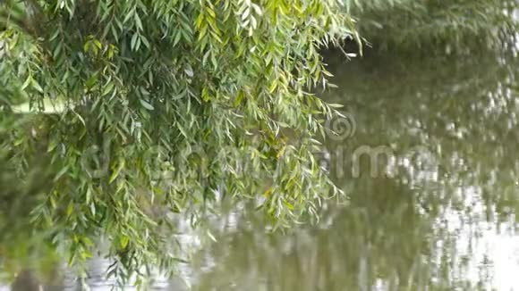 河边的柳树视频的预览图
