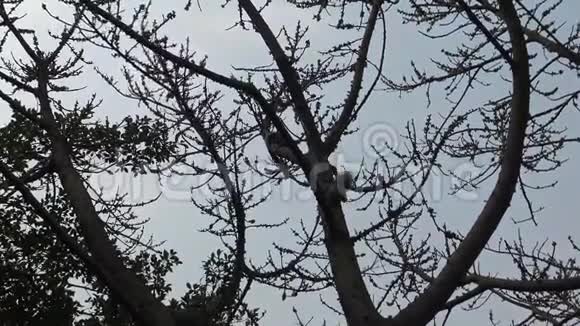 4K帕拉斯松鼠在树的顶端奔跑玩耍视频的预览图