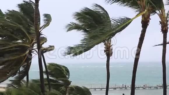 棕榈树在强烈的热带飓风和狂风中弯曲和折断视频的预览图