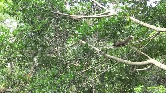 4K帕拉斯松鼠在树的顶端奔跑玩耍视频的预览图
