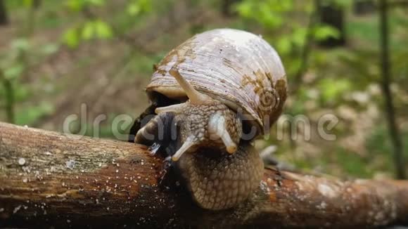 野生田螺触须在森林木材软体动物外壳环境视频的预览图
