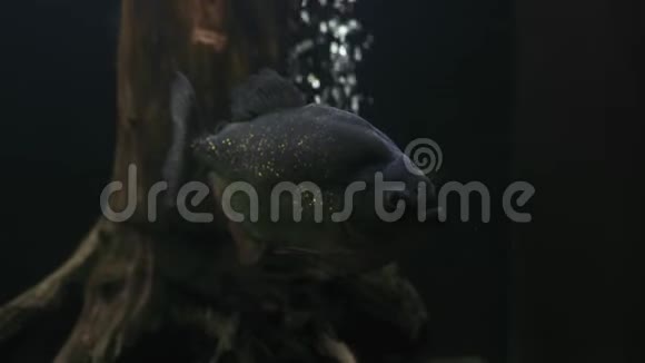 镜后水族馆中的食人鱼蛇肉鱼视频的预览图