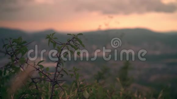 在群山日落和蓬松的云层的背景下一丛灌木的野生枝条在风中摇曳视频的预览图