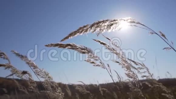 秋天的田野干燥的黄色植物的茎在阳光明媚的晴天在风中摇曳视频的预览图
