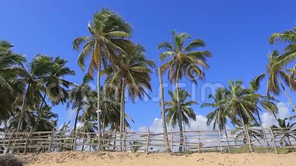 一个典型的海滩在野生的加勒比海海滩高大的棕榈树和木栅栏视频的预览图