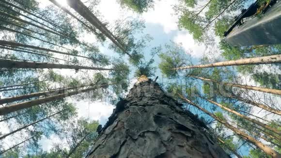 一棵松树倒在地上的底部景色视频的预览图