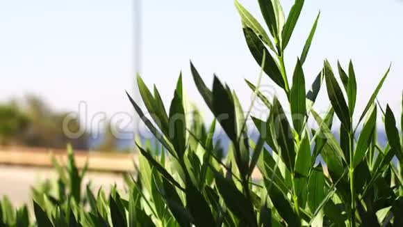 绿色植物穿过马路视频的预览图
