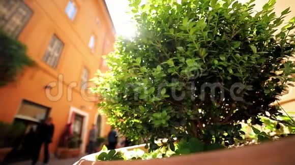 一棵小绿树矗立在狭窄的街道中间视频的预览图