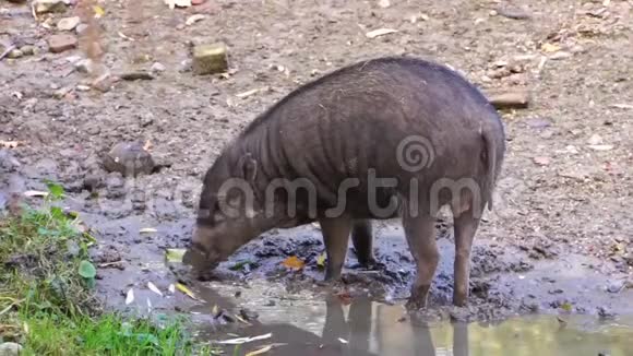 visayanwarty猪在泥泞中觅食典型的野猪行为来自菲律宾的濒危动物物种视频的预览图