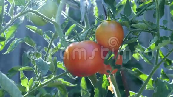 花园葡萄藤上的鲜红色番茄视频的预览图