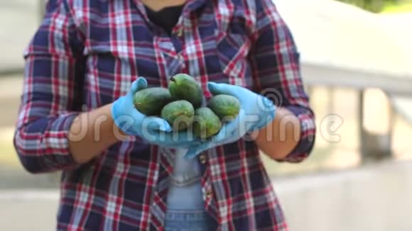 一位戴着蓝色手套的女园丁正在一个农村农场里拿着新鲜的黄瓜视频的预览图