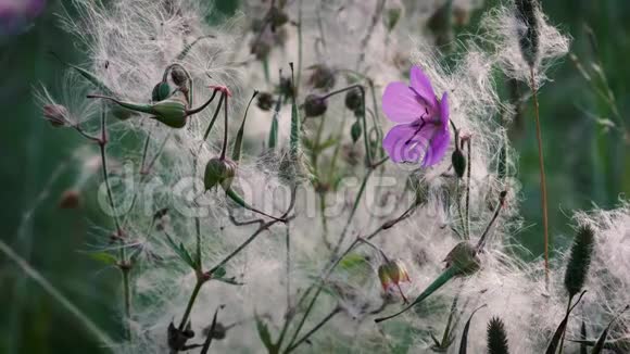 美丽的森林花朵在一炮田野中植物在夏风中悄然摇曳视频的预览图