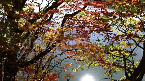 奥努马池塘岸边秋色的叶子视频的预览图