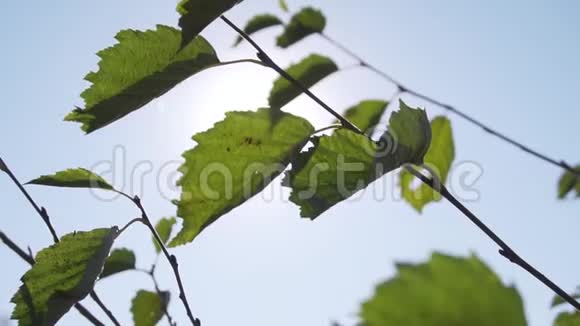 在阳光下绿叶的背光在薄薄的幼枝和蓝天上视频的预览图