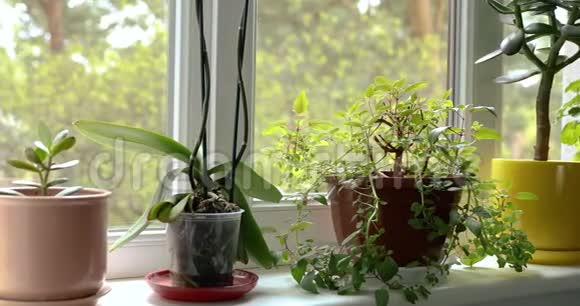 给窗台上的室内植物浇水视频的预览图