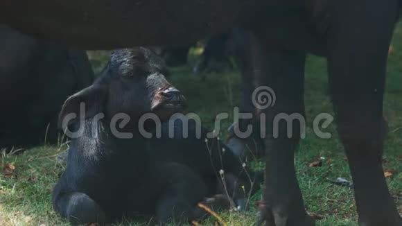 夏季牧场上可爱的黑牛犊视频的预览图
