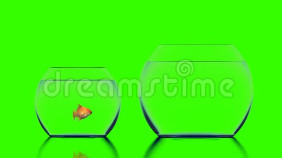 金鱼跳跃到一个更大的水族馆美丽的3D动画在绿色背景完美的使用您的背景视频的预览图