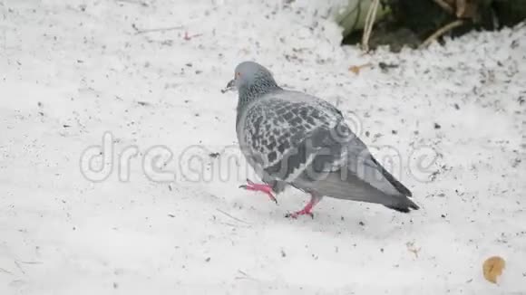 街城雪上鸽子视频的预览图