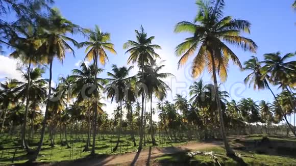 仰望棕榈树阳光透过树叶的微光视频的预览图