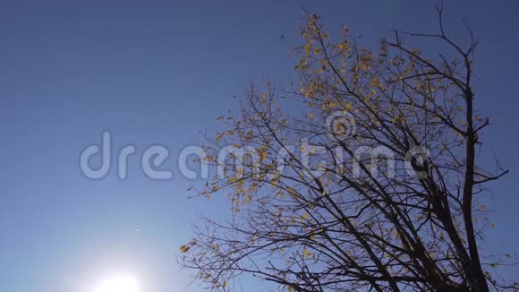 蓝天背景下黄色落叶的瘦树秋景视频的预览图