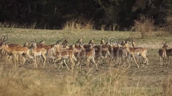 黑羚羊群在超级慢动作中行走视频的预览图