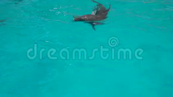 在蓝水中游动的海豚靠近视频的预览图