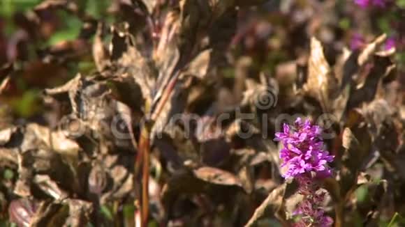 叶枯萎的紫色多年生野花视频的预览图