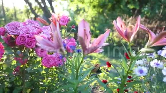 花园里一排鲜艳的花视频的预览图