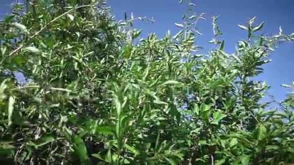 蓝天上的大灌木视频的预览图