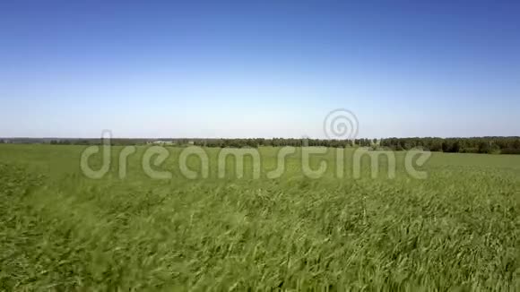 广阔的绿色麦田在蓝天的映衬下视频的预览图