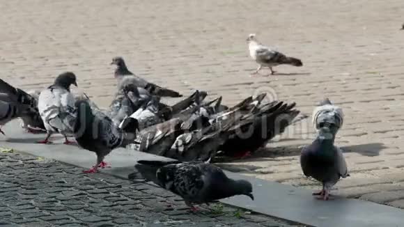 广场上的鸽子4k视频的预览图