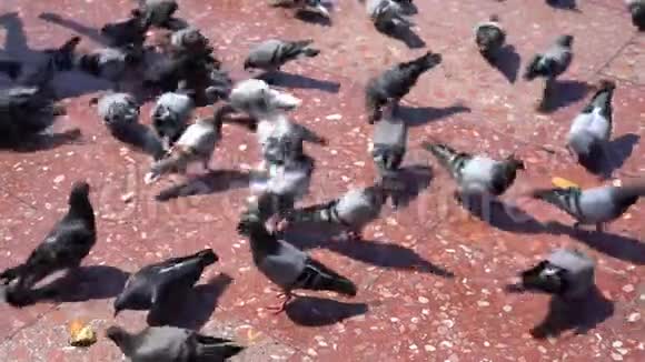 许多鸽子在城市广场吃面包视频的预览图