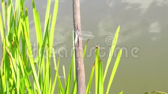 夏天龙飞在河边的鱼竿上休息视频的预览图