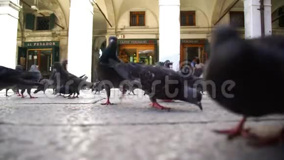 意大利阳光下的大鸽子群啄种子视频的预览图