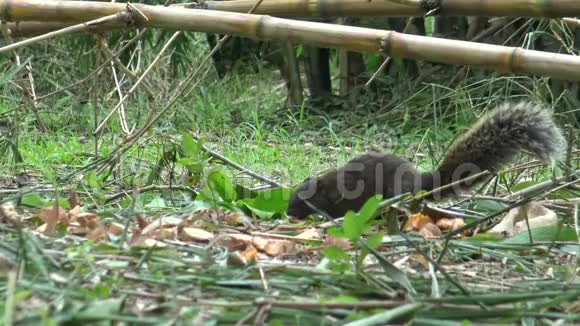 帕拉斯松鼠在竹林里的大安公园地板上寻找食物视频的预览图