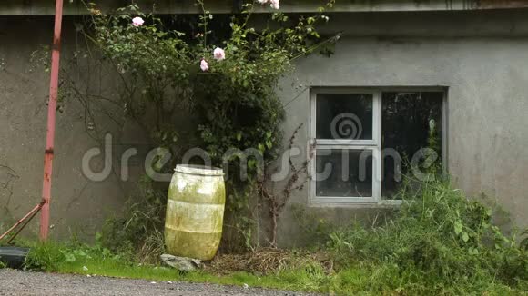 房子前面的常春藤花和木桶视频的预览图