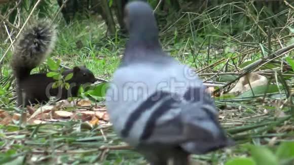 帕拉斯松鼠在竹林里的大安公园地板上寻找食物视频的预览图
