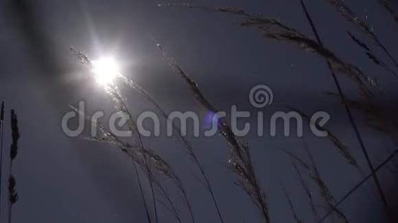 枯干的茎束在蓝天上摇摆被风吹动视频的预览图