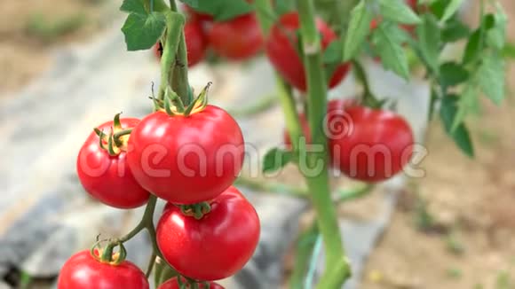 成熟的西红柿生长在树枝上视频的预览图