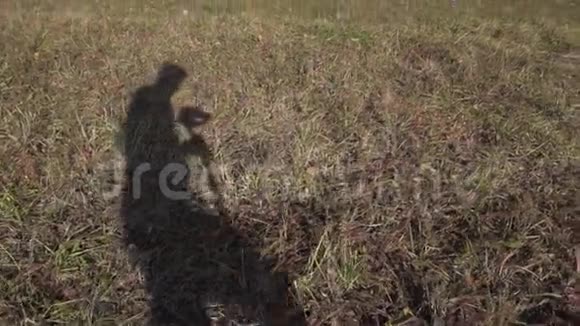 在浅棕色的地面上移动苗条的人的影子覆盖着厚厚的草视频的预览图