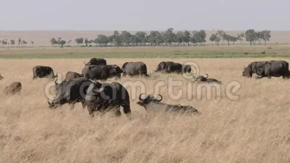 马赛马拉游戏保护区的水牛群视频的预览图
