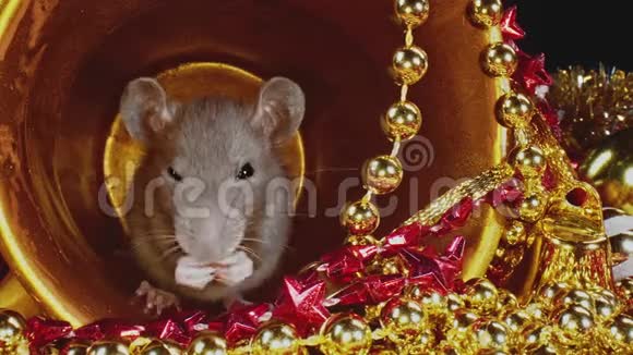 戴着灰色毛皮的老鼠正坐在金瓶子里作为2020年的象征视频的预览图