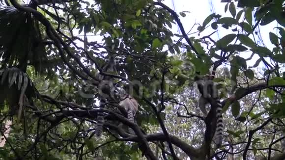 4K狐猴坐在动物园的树枝上视频的预览图