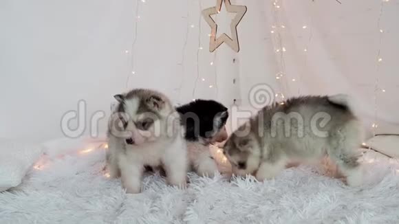 三只美丽的毛茸茸的哈士奇小狗在黄色花环的背景上视频的预览图