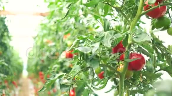 一排排番茄植物和成熟的西红柿视频的预览图