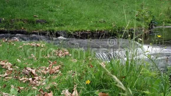 慕尼黑公园里的一条小溪德国从高大的草地和野花可以看到流水视频的预览图