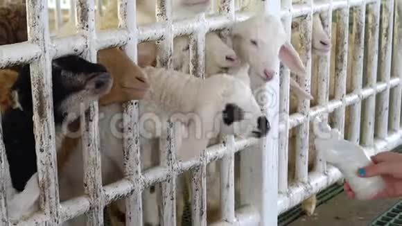 一只小山羊用牛奶装在瓶子里为农场里的绵羊喂奶的女孩活动家庭增强视频的预览图