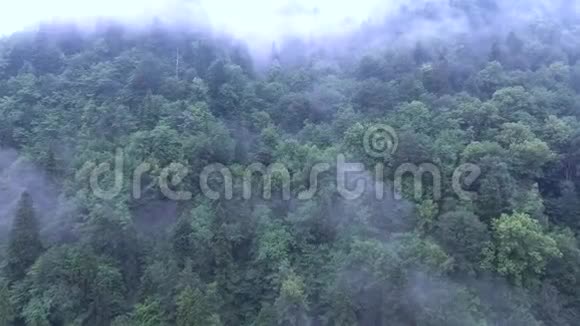 前往峡谷山坡的航班那里覆盖着薄雾森林视频的预览图