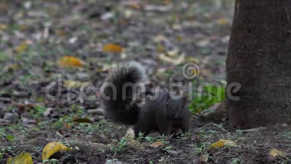 一只可爱的达拉斯松鼠的慢动作视频的预览图