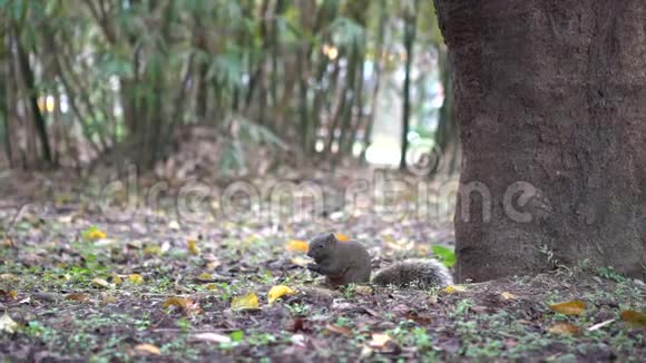 4可爱的达拉斯松鼠正在大安公园森林的地板上吃食物视频的预览图